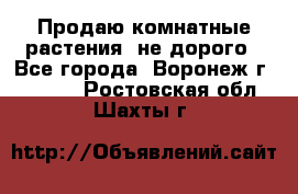 Продаю комнатные растения  не дорого - Все города, Воронеж г.  »    . Ростовская обл.,Шахты г.